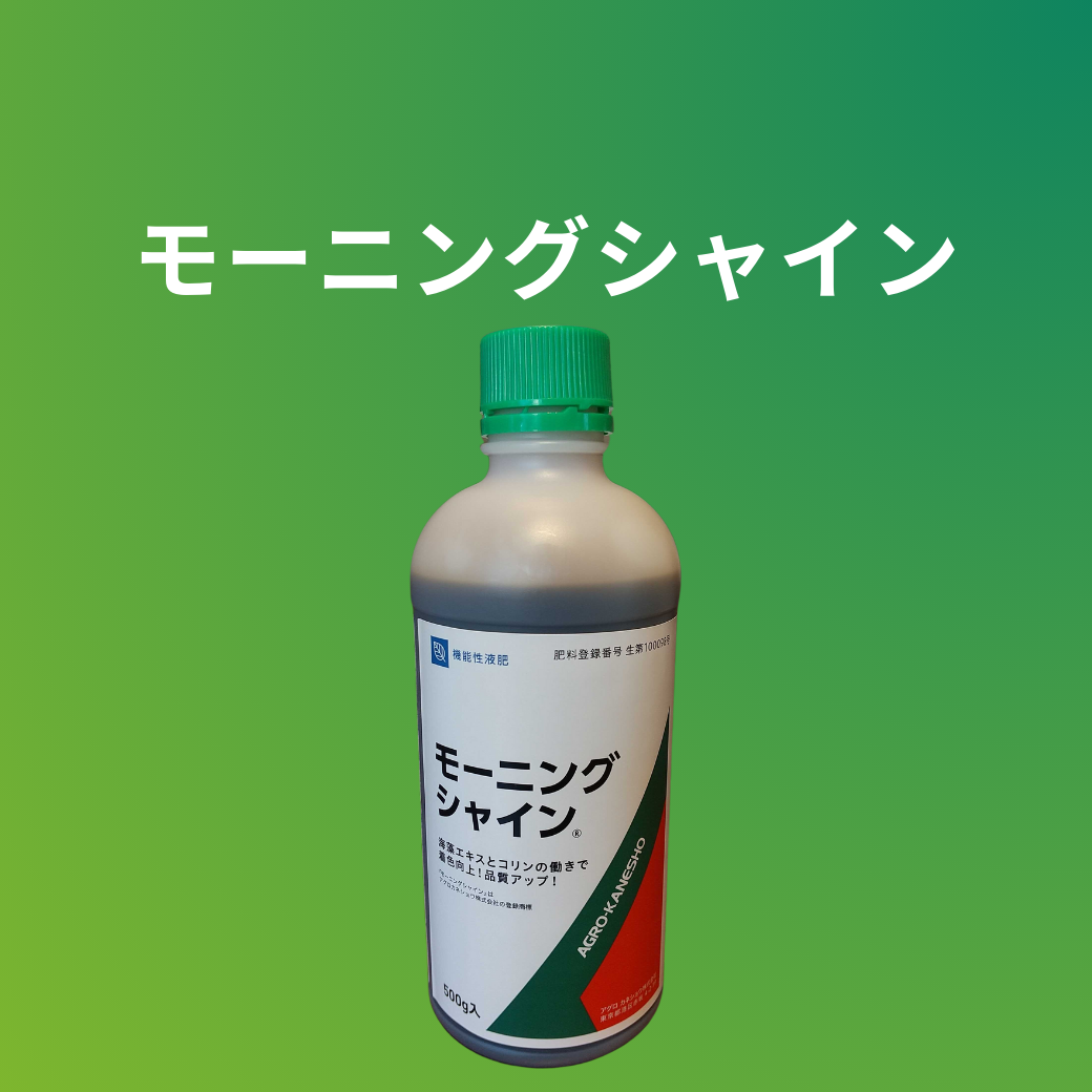 モーニングシャイン