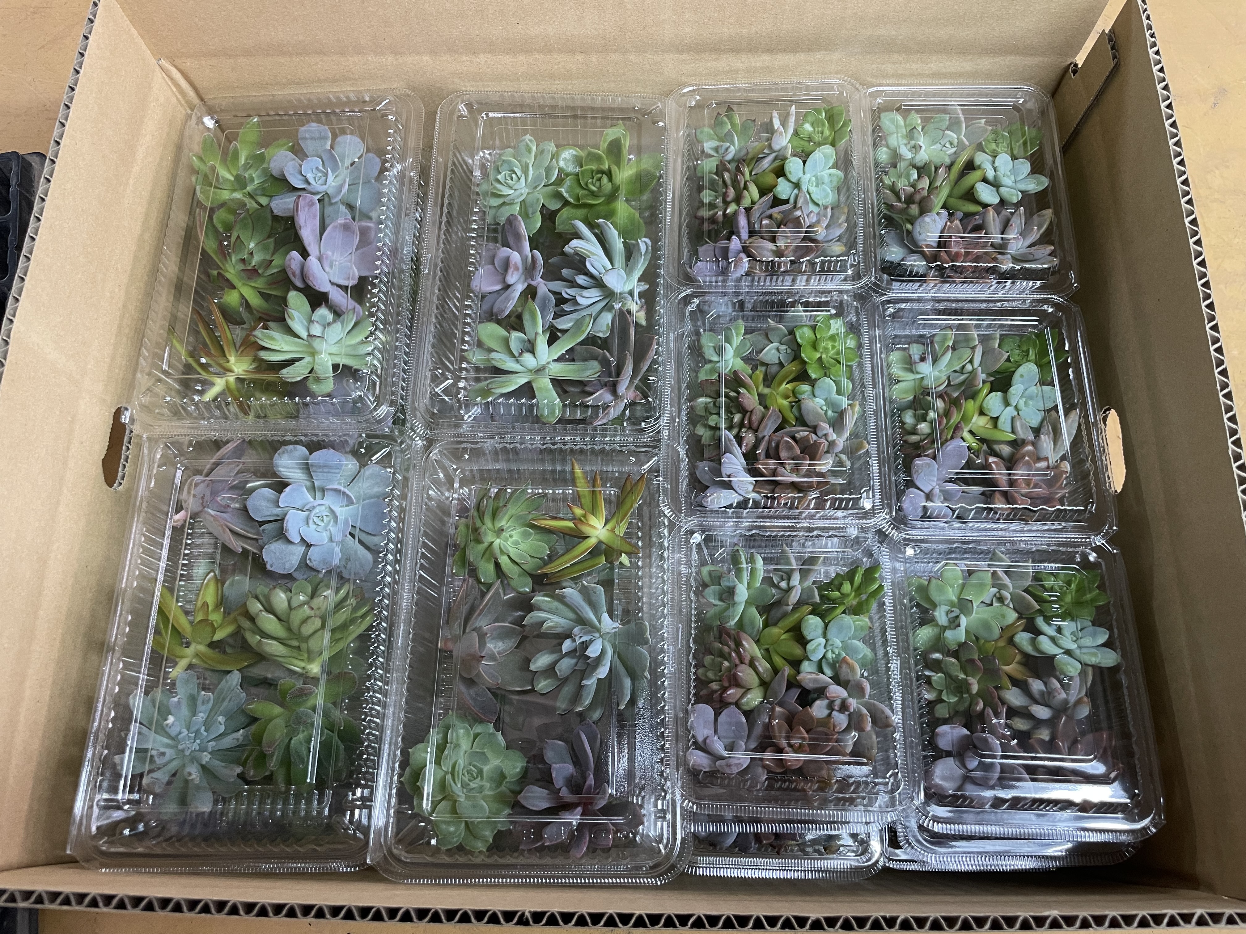 多肉植物 産地直送 カット苗　小24P・中12P