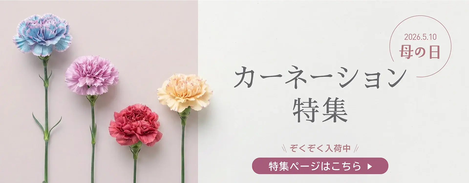 カーネーション特集