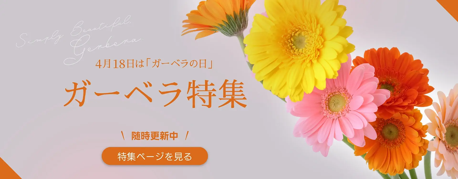 ガーベラ特集