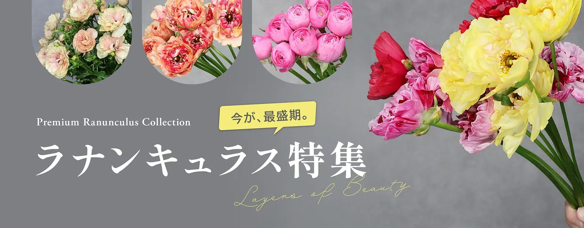 ラナンキュラス特集