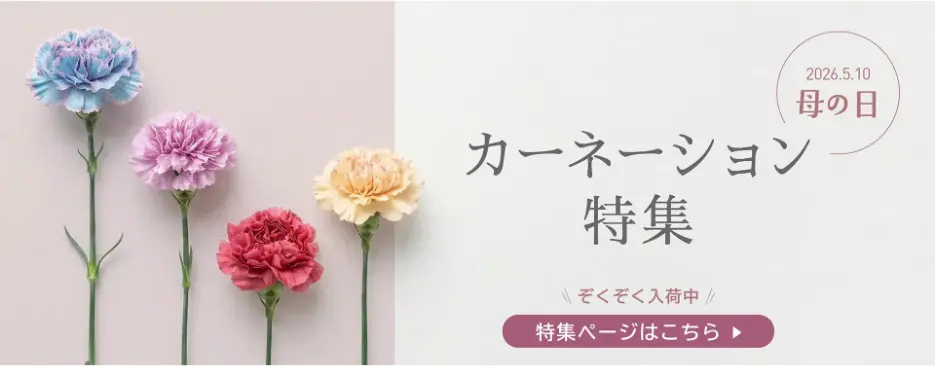 カーネーション特集