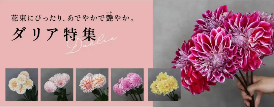 ダリア特集