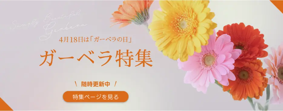 ガーベラ特集
