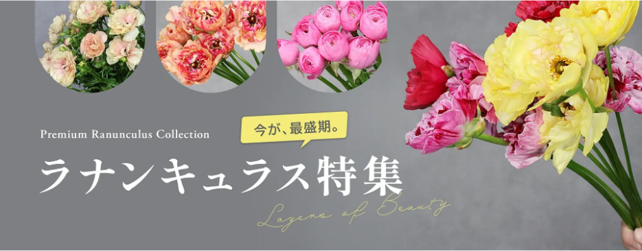 ラナンキュラス特集