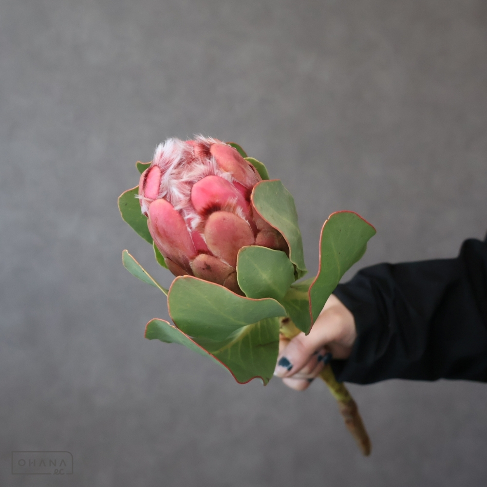 専用＊winter＊D. Nプロテア＆パンパス ドライフラワースワッグ ドライ