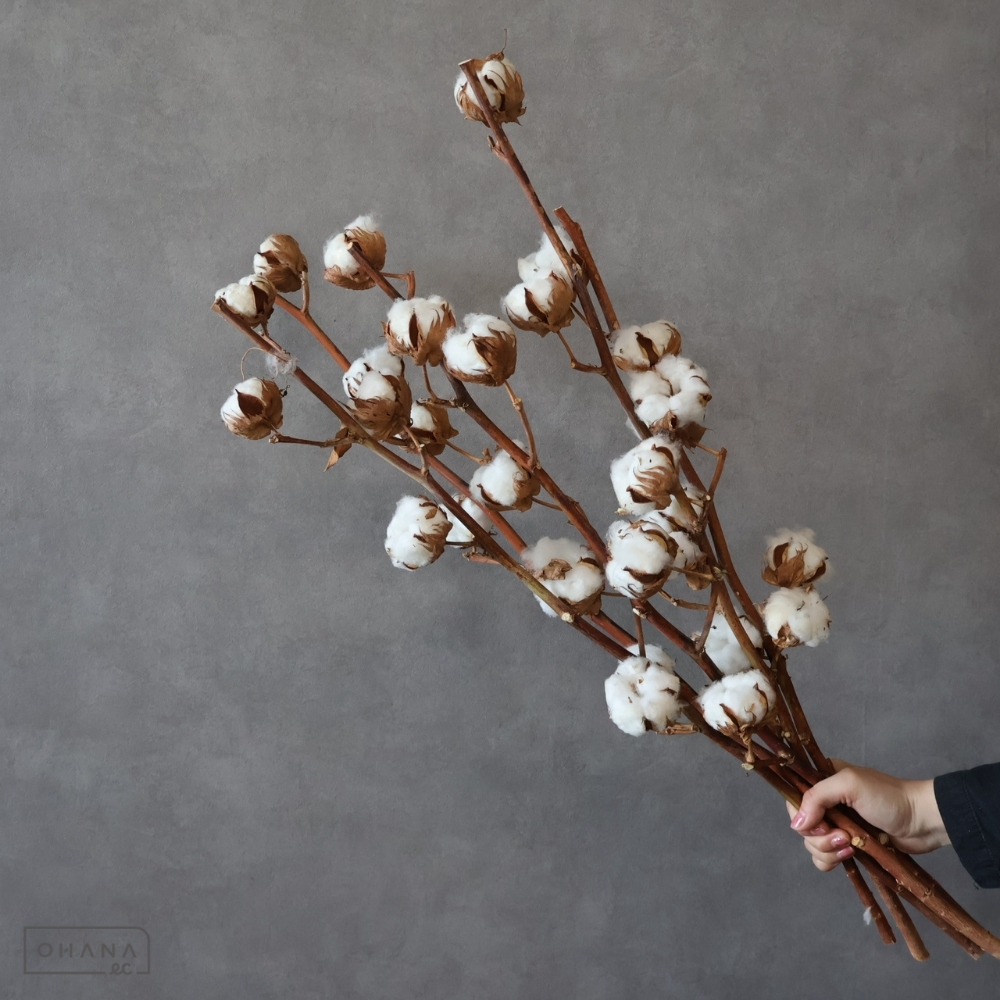 ワタの木 コットンフラワー（白 6輪 60cm | お花の仕入れならOHANAec