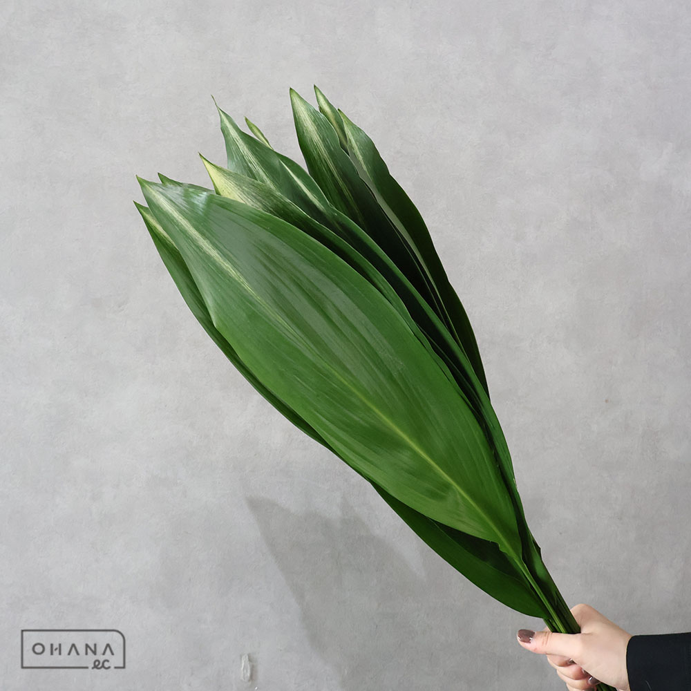 旭葉蘭　 75cm