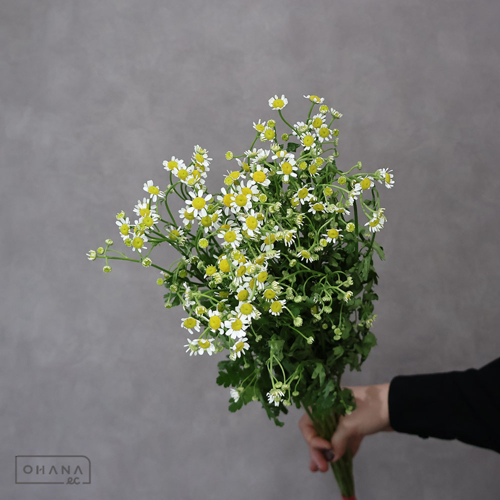 マトリカリヤ　シングルペグモ　60cm