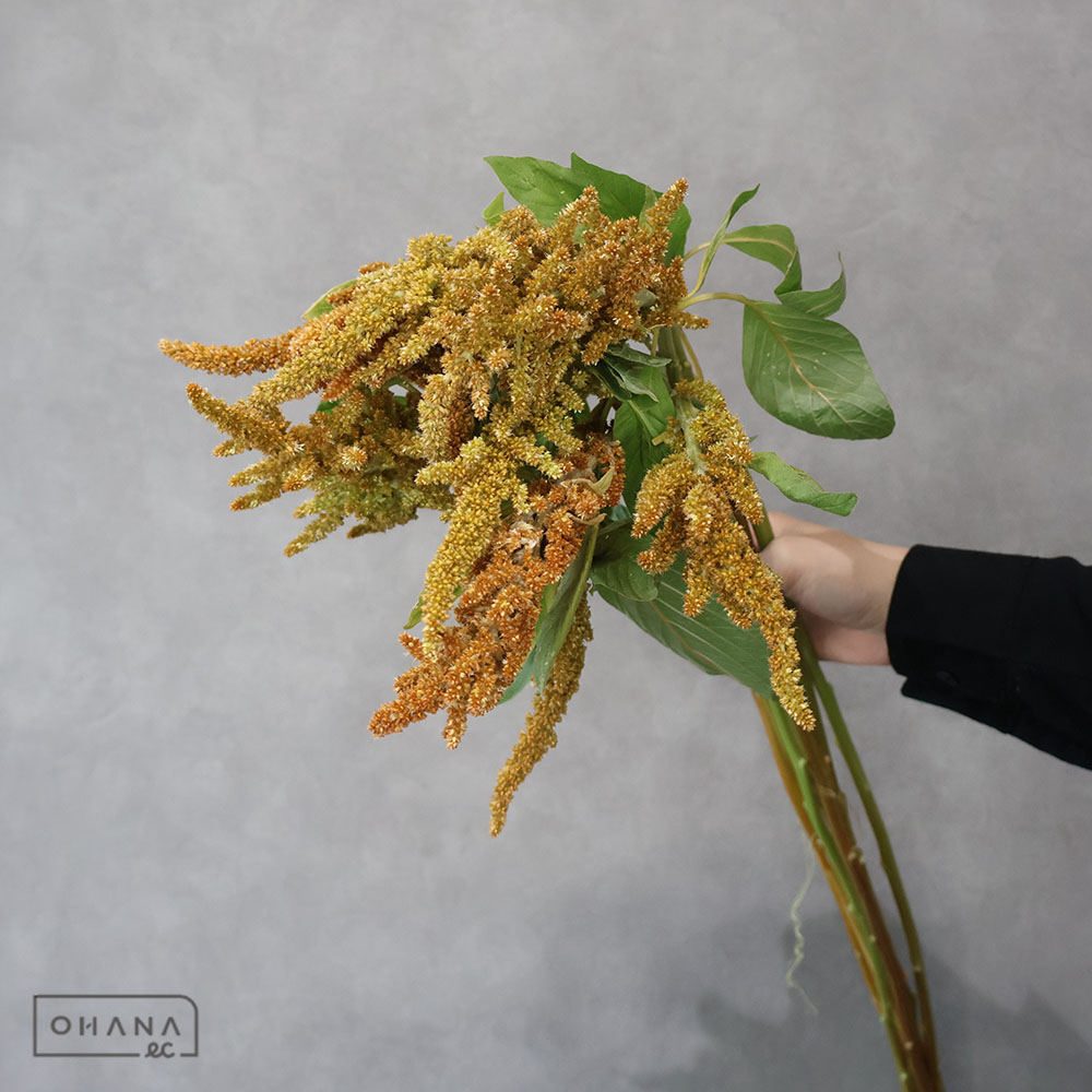 ケイトウ　ホットビスケット　70cm