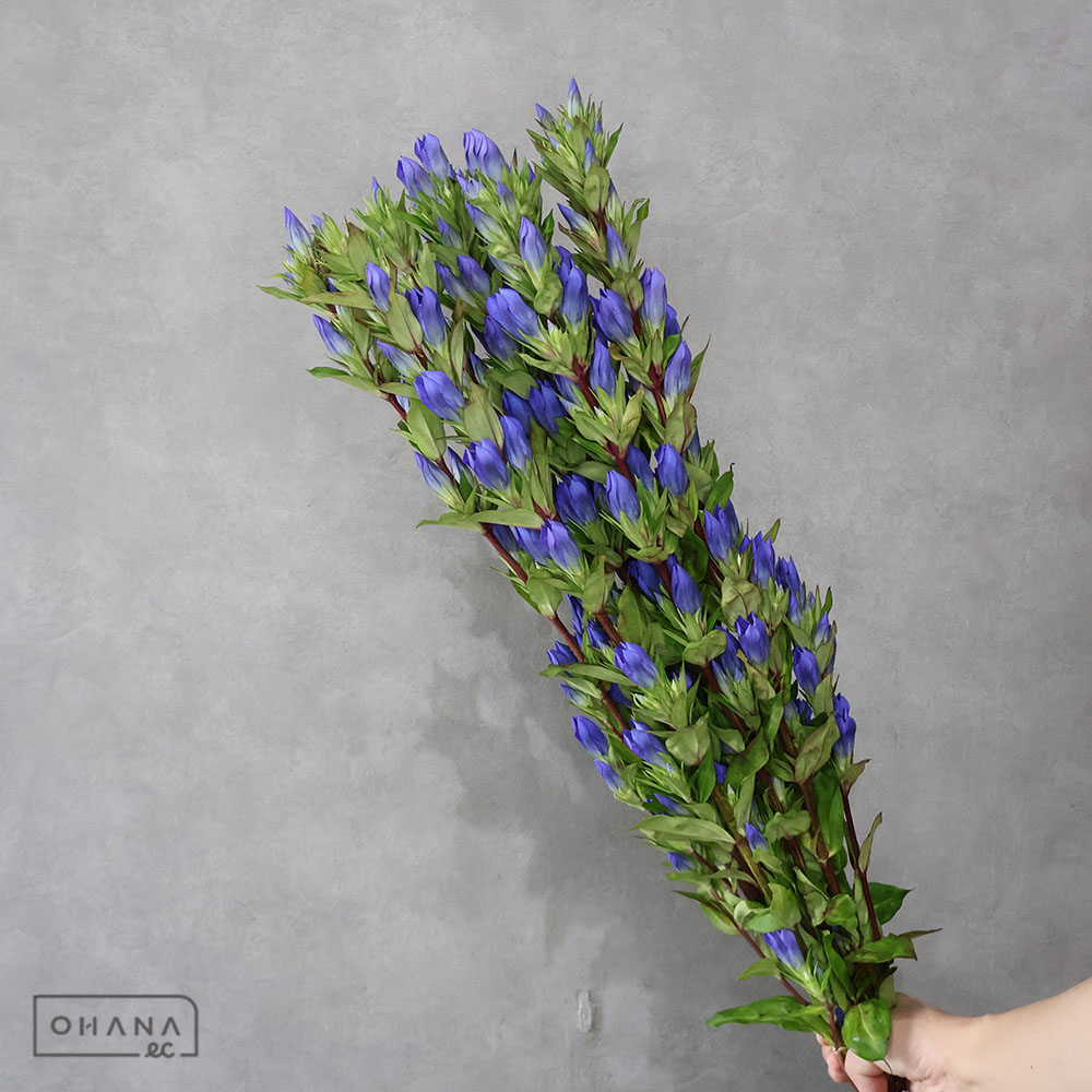 ササリンドウ 　ササブルー ※葉傷みあり　秀 80cm