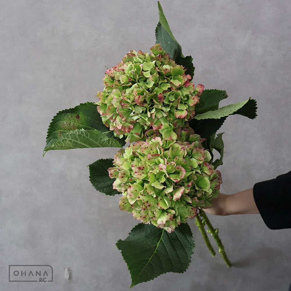 アジサイ　ベレナ　アンティーク　 花15cm ※2本束