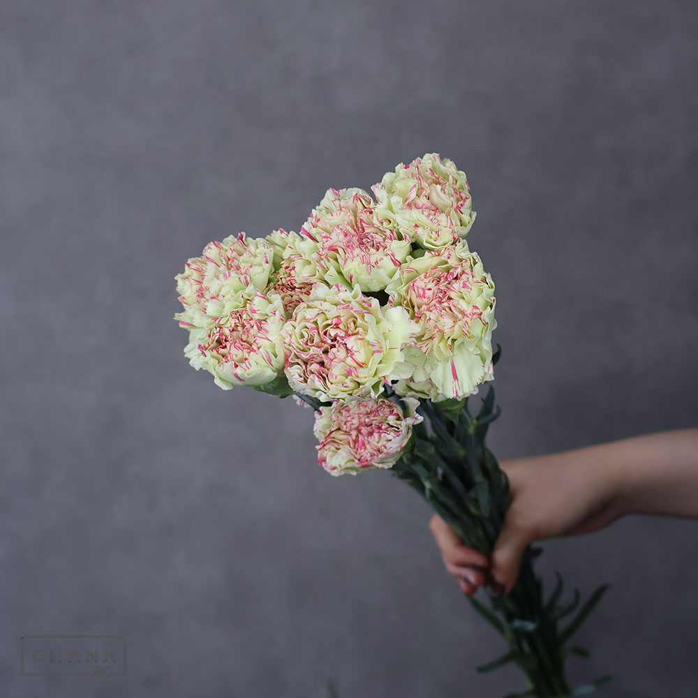 カーネーション　モチ　 70cm