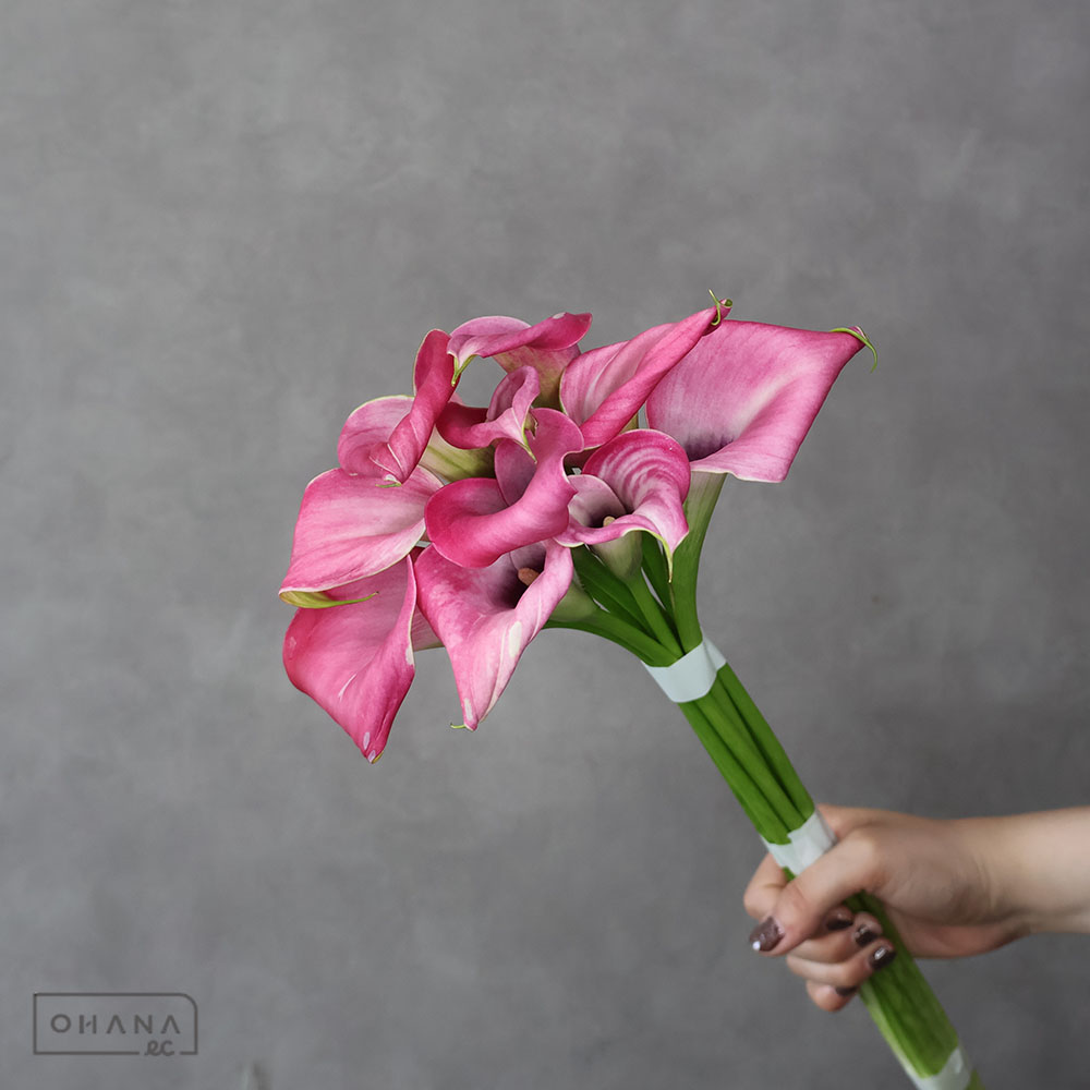 カラー　ザズー　優 40cm