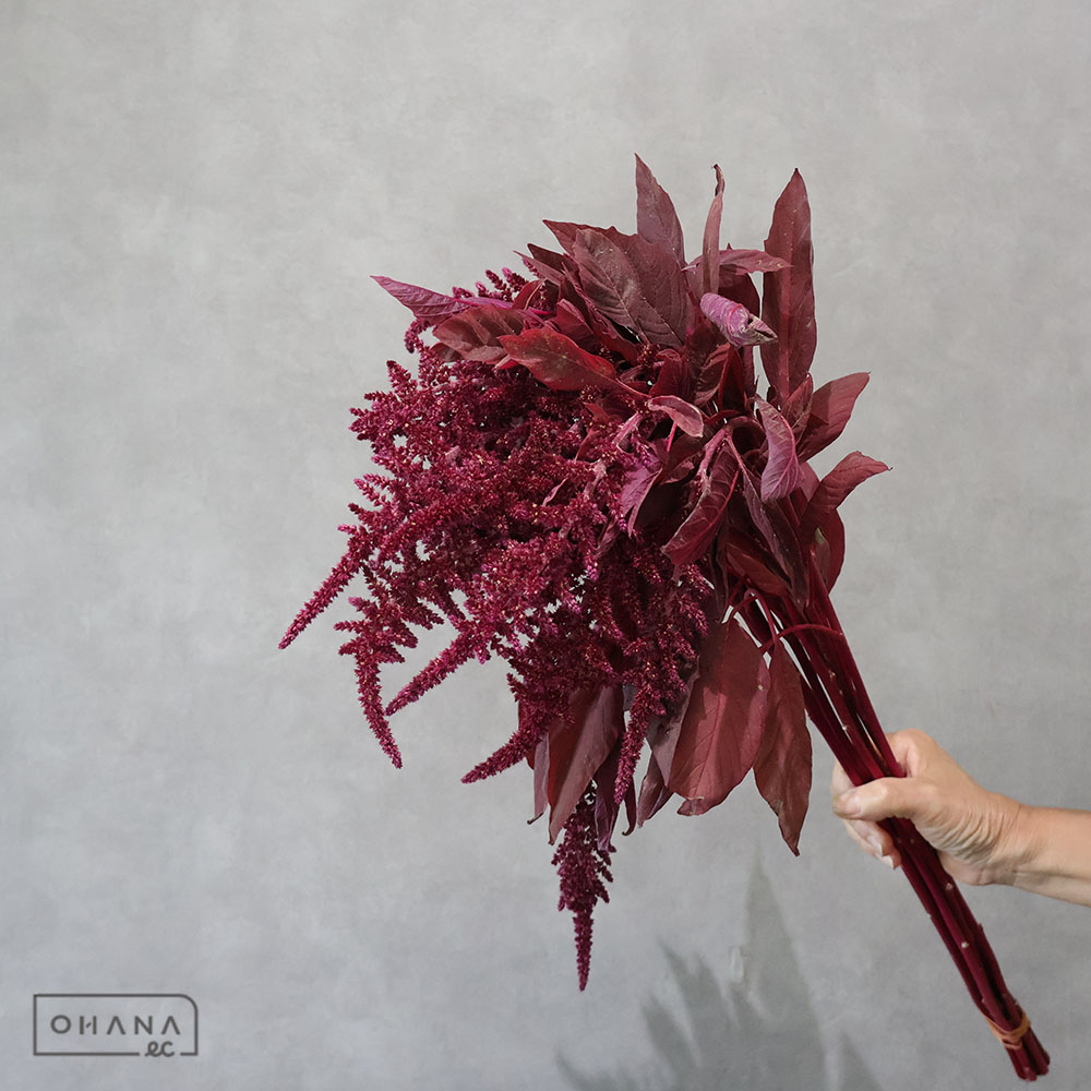 ケイトウ　ベルベットカーテン　 75cm