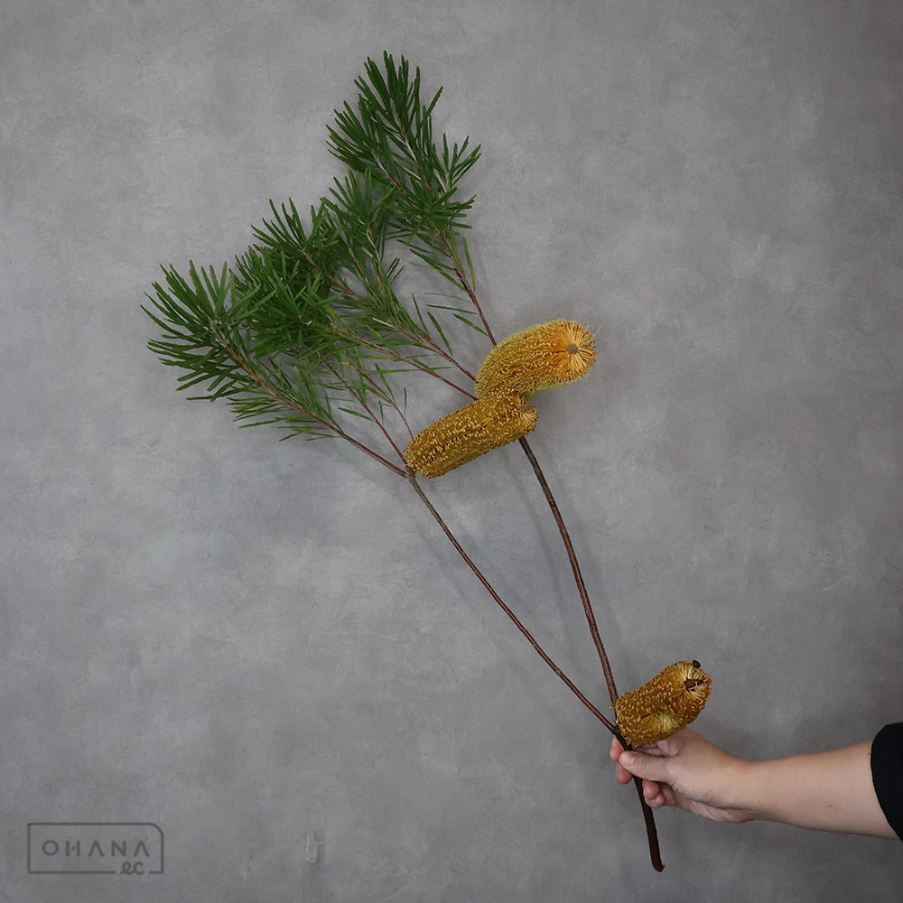 バンクシア ヘアピン　70CM3輪