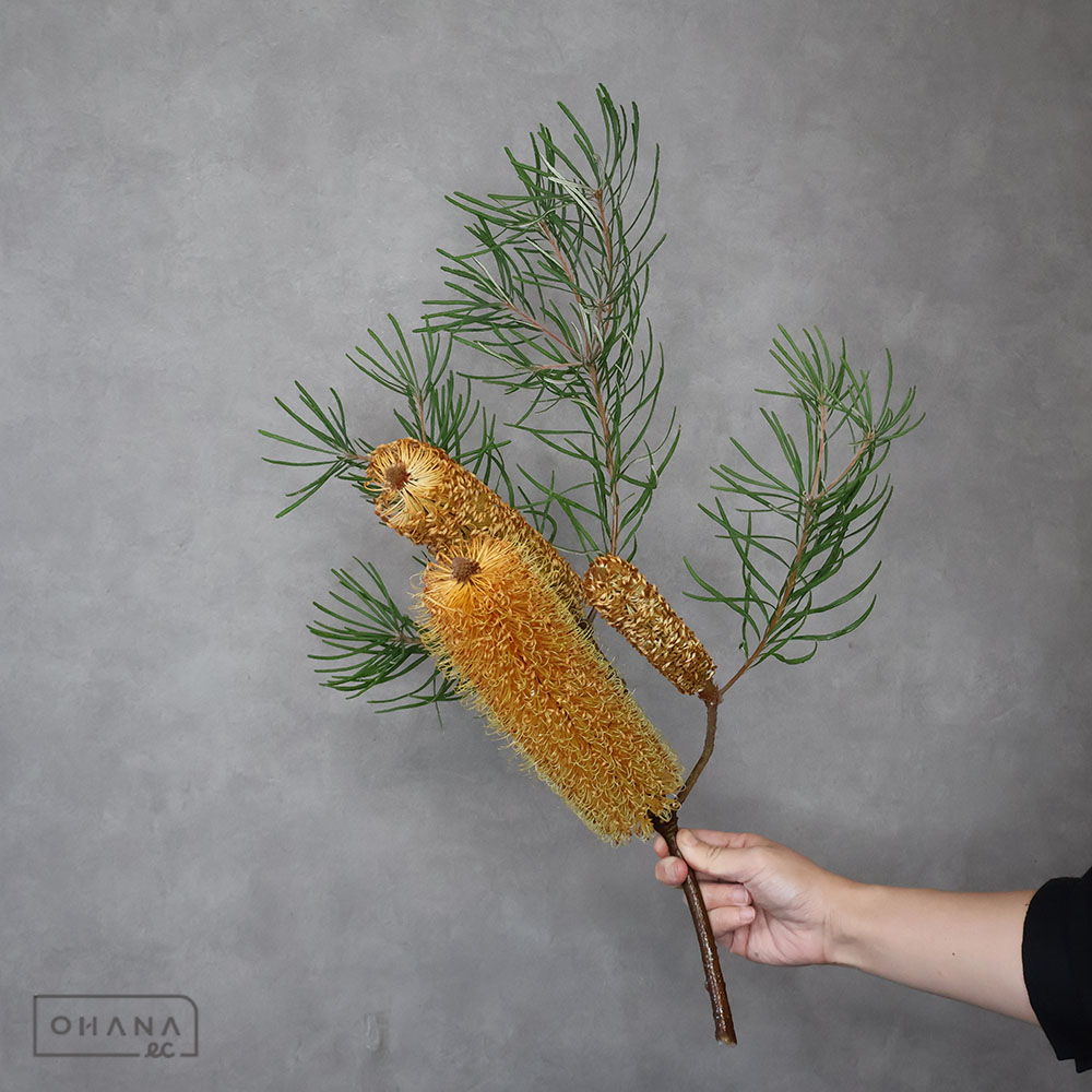 バンクシア ヘアピン　50CM2輪