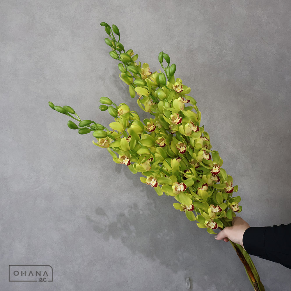 シンピ　ビーワン　75-70cm