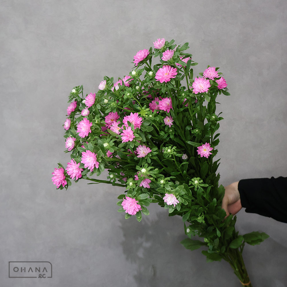 アスターピンク ステラピンク 優 75cm