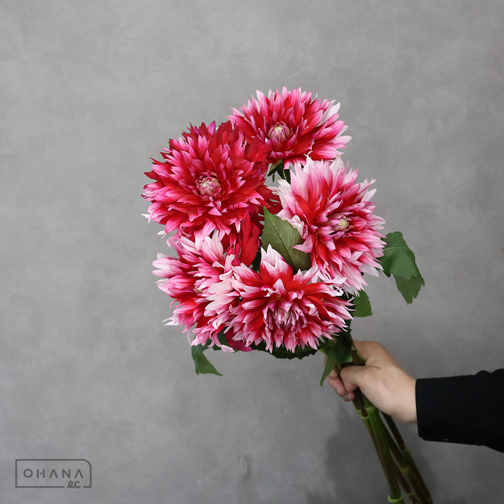 ダリア複色　金魚花火 ※5本束　秀 70cm