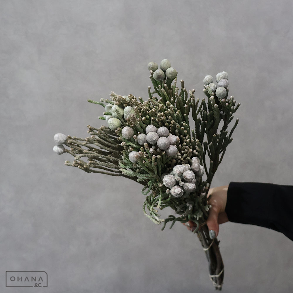 【SALE】シルバーブルーニア  50cm ※クレーム対象外