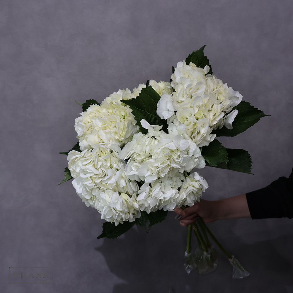 【SALE】アジサイ アジサイ ホワイト  60cm 15cm+ ※クレーム対象外
