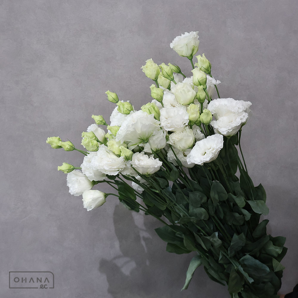 【SALE】トルコキキョウ白 セレブクリスタル A 75cm ※クレーム対象外