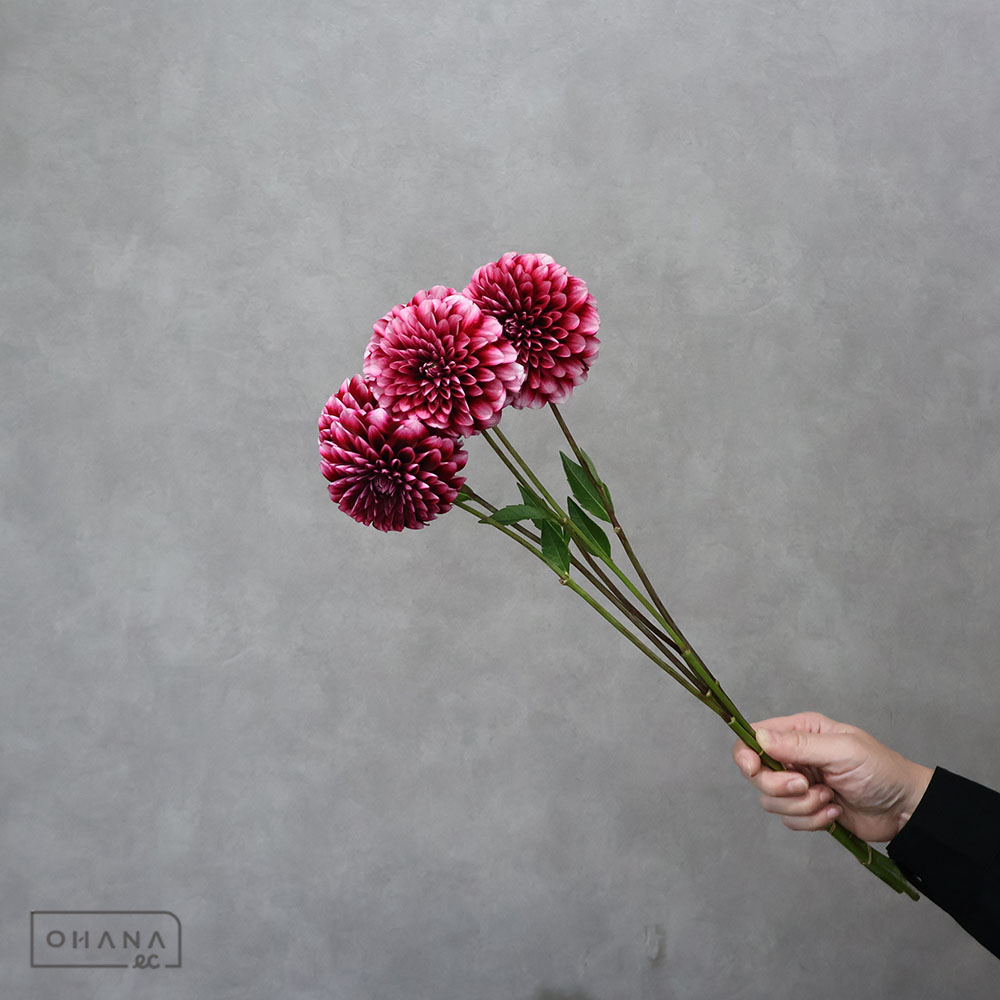 ダリア ピコリータ ※5本束 秀50CM