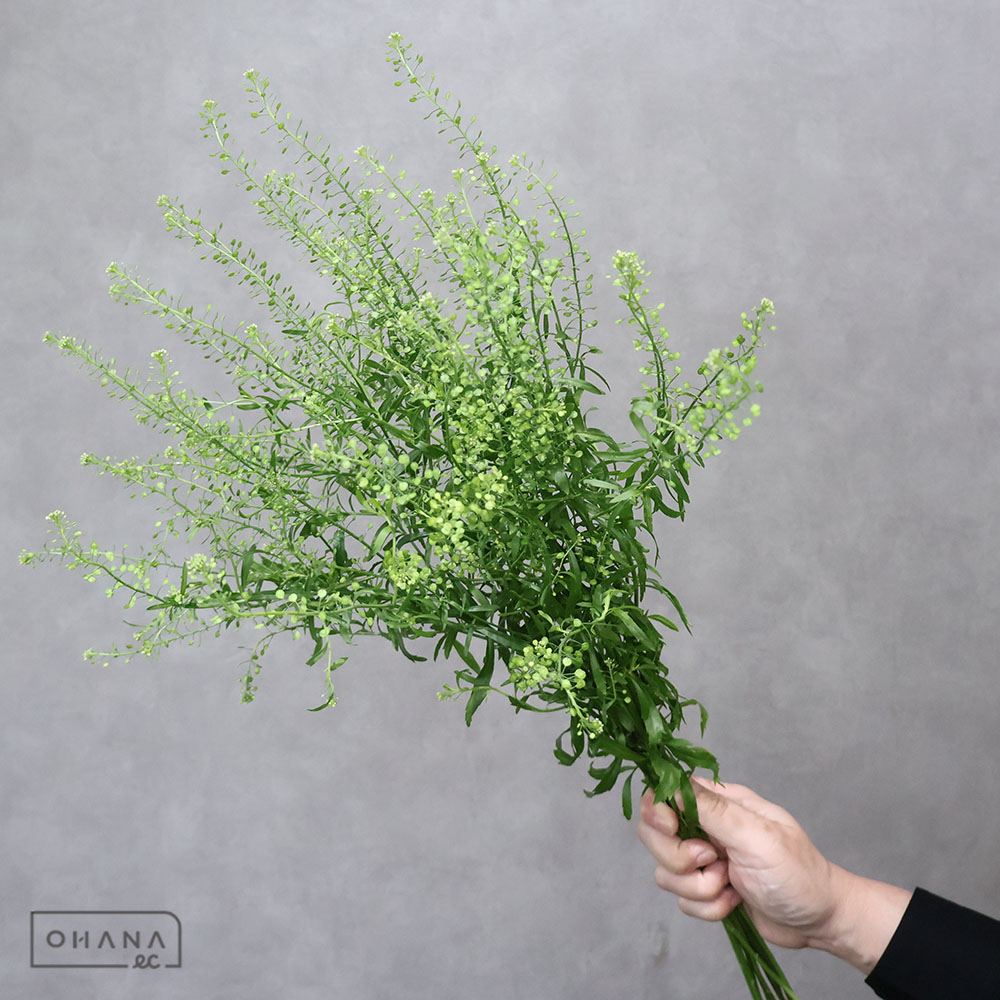 タラスピ 50CM