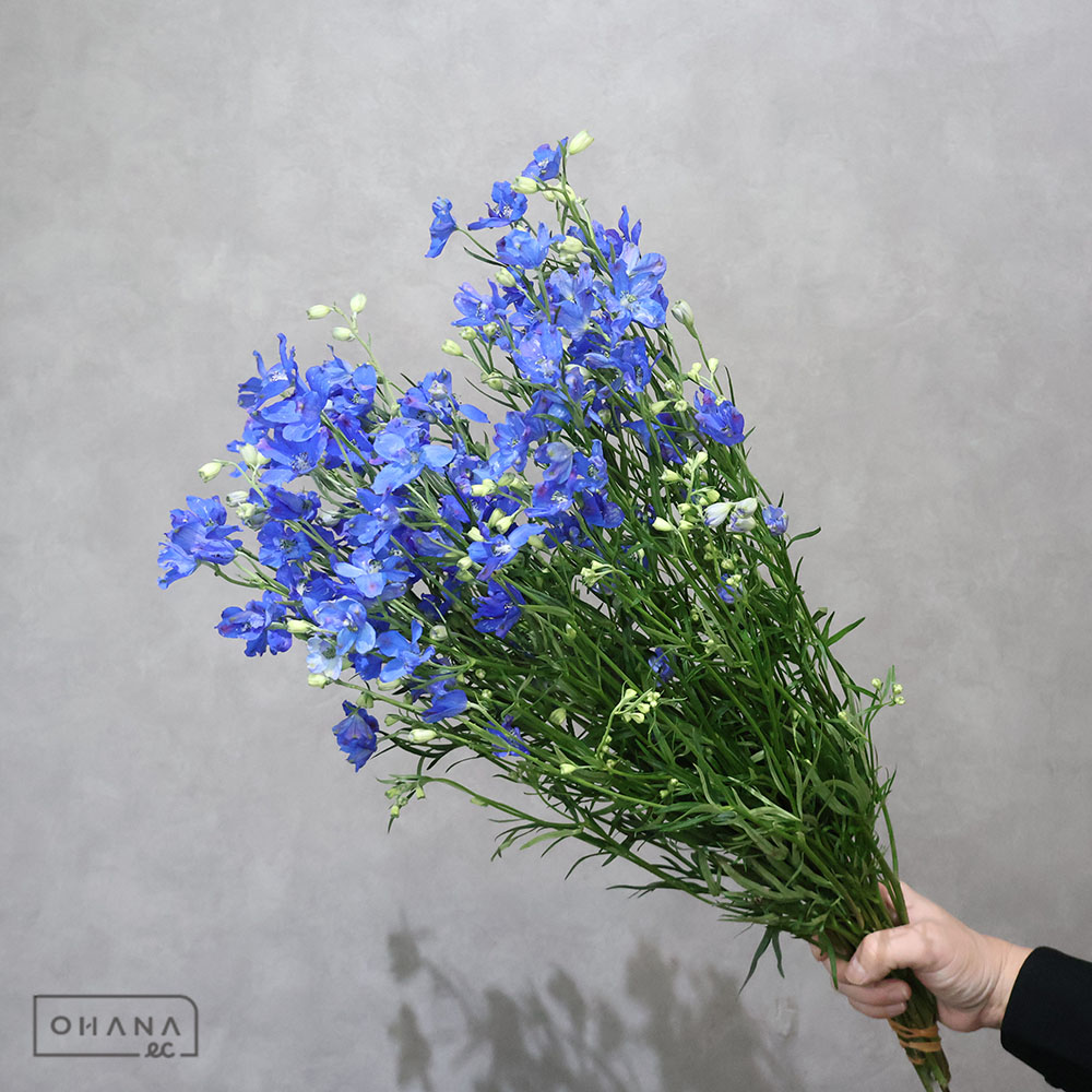 デルフィニユーム SPグランB 秀スプレー60CM
