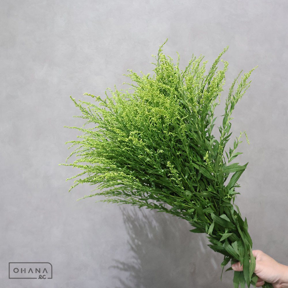 ソリダコ タラ 秀2L75CM