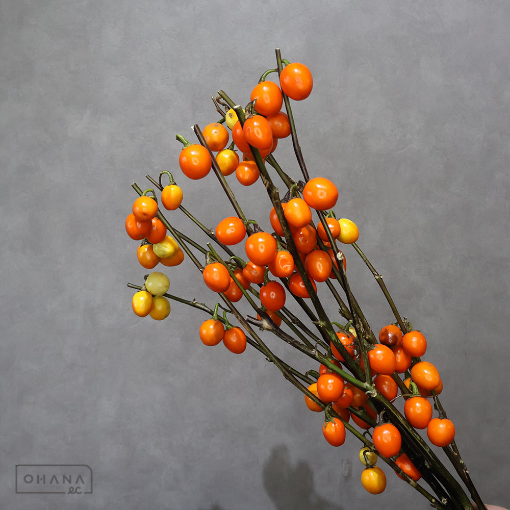 ソラナム ヤンキーレッド　秀60-50CM
