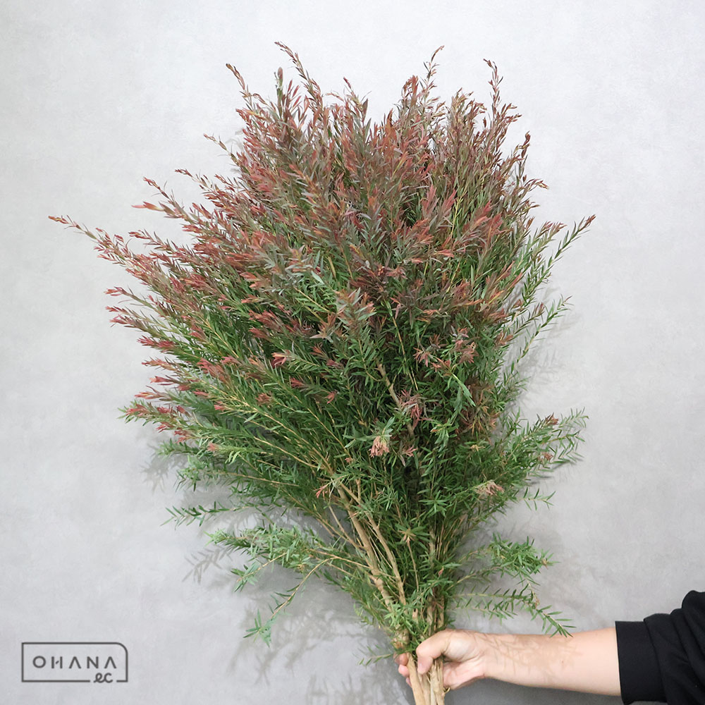 メラレウカレッドジェム※5本束　　75CM