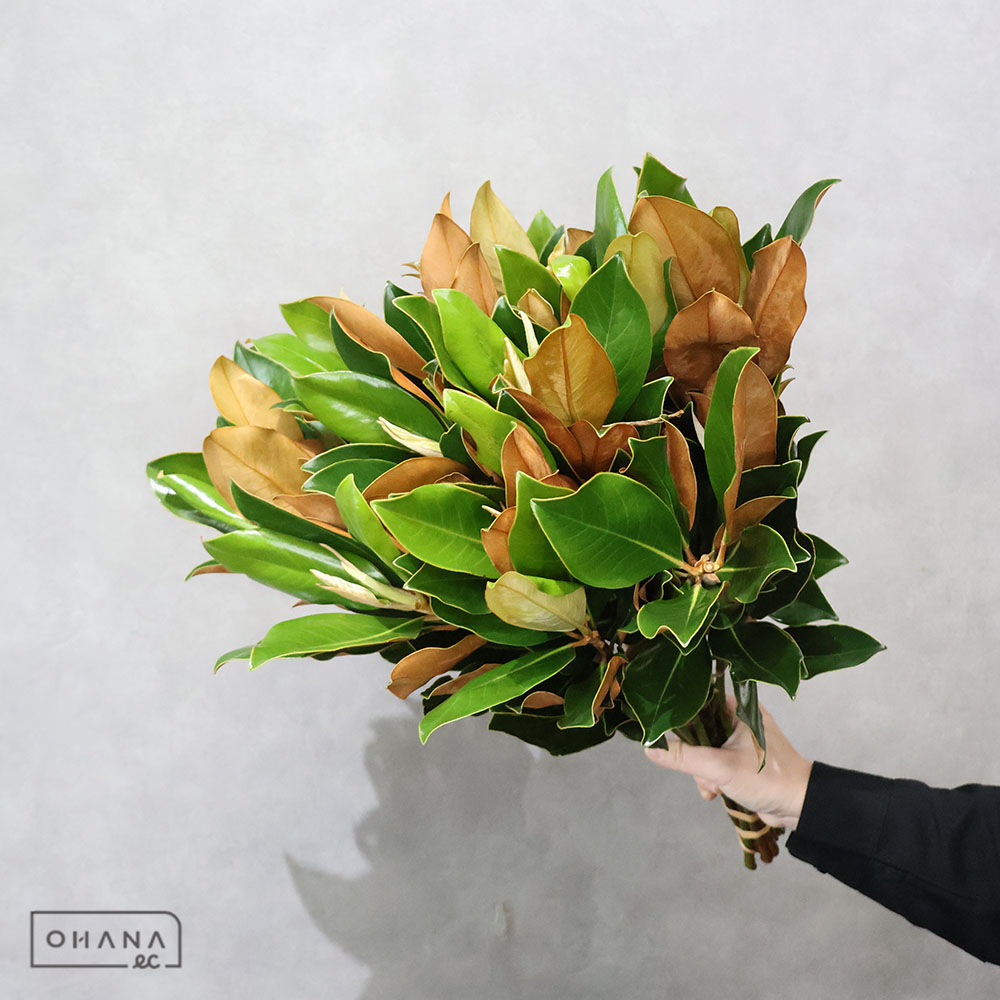 マグノリアリトルジェム　50-40CM