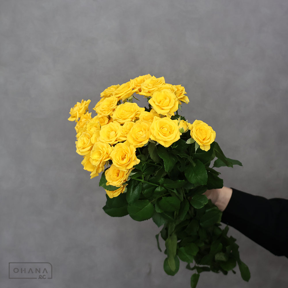 【SALE】スプレーバラ サンアデュー! ※10本束 秀50CM ※クレーム対象外