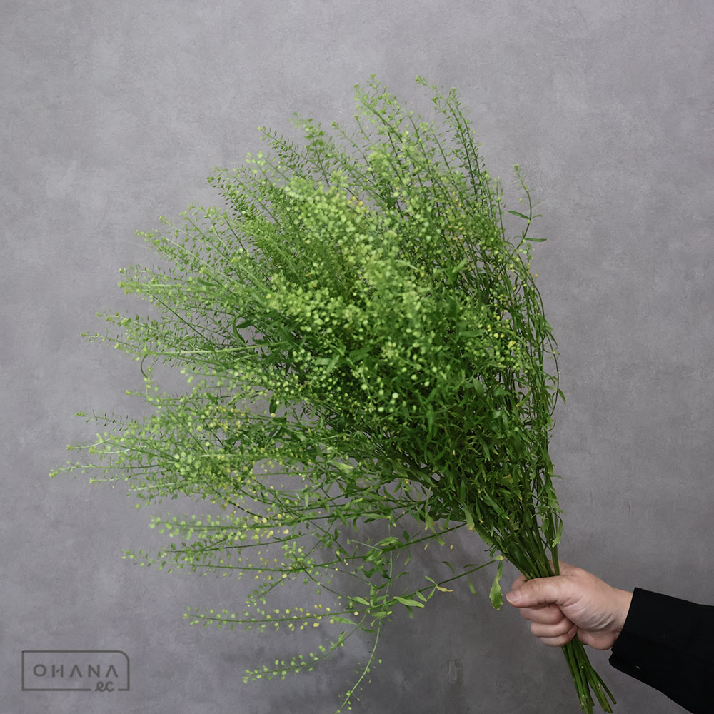 タラスピ 優60CM