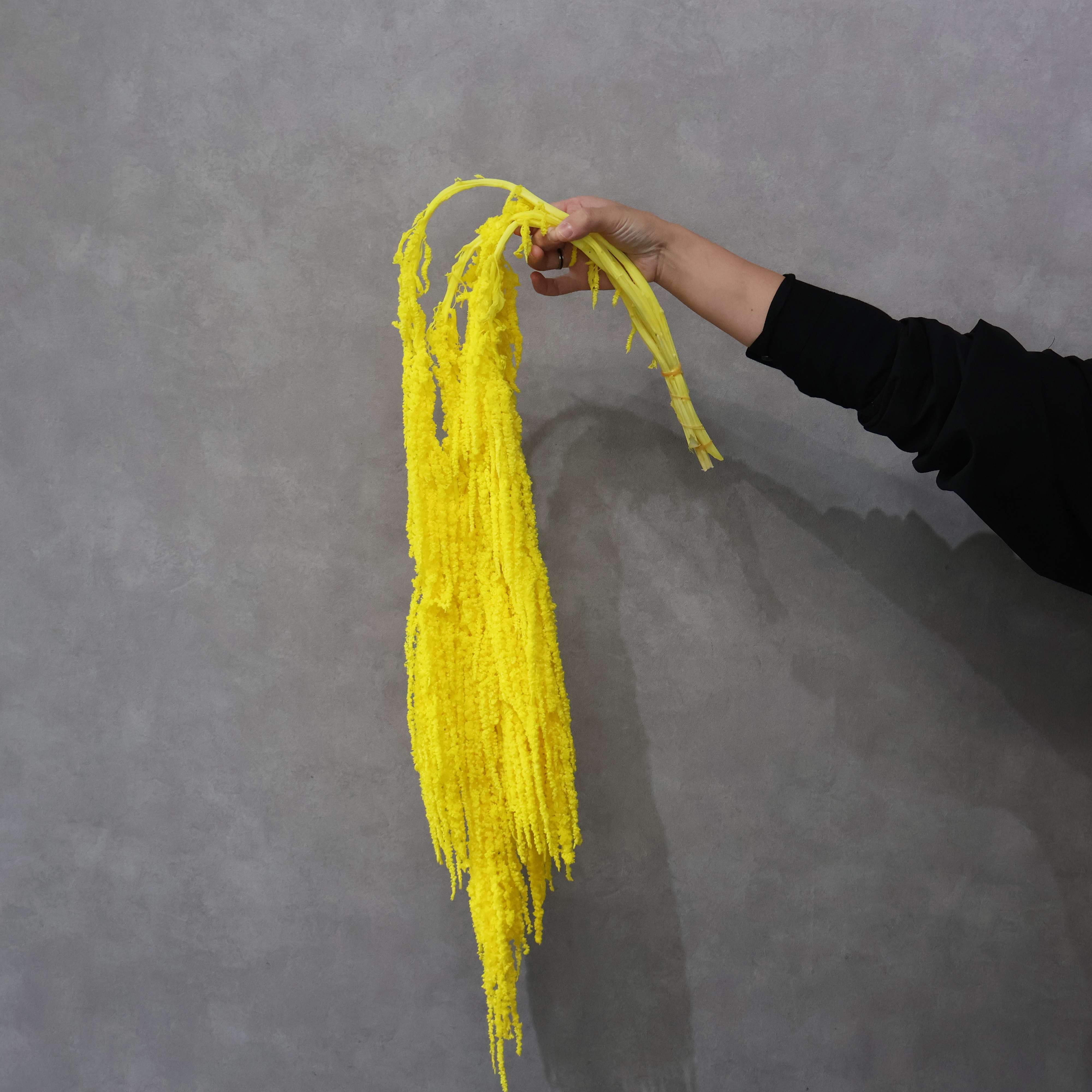 アマランサス　プリザーブドイエロー 80-120cm