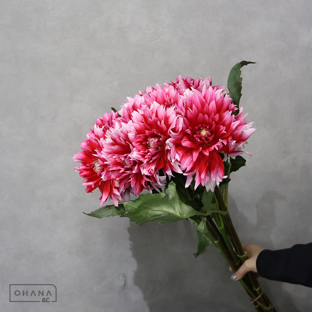 ダリア複色 金魚花火 秀 70cm