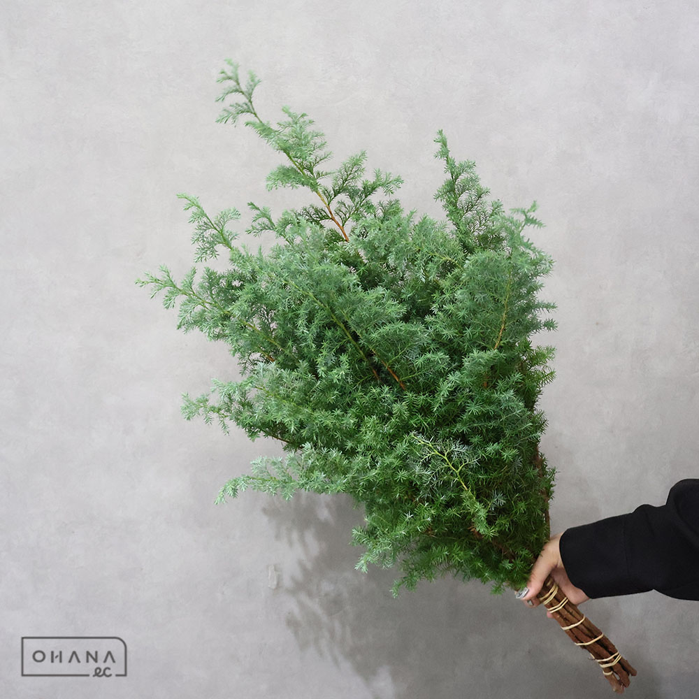 薩摩杉 70-60cm  ※5本束