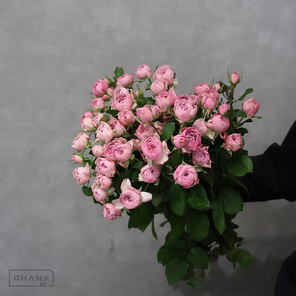 SPばら モーブティアラ 50cm