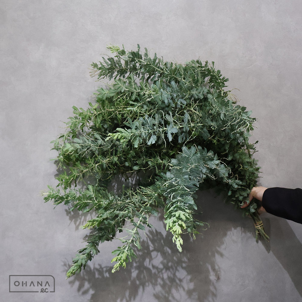 銀葉アカシア  70cm