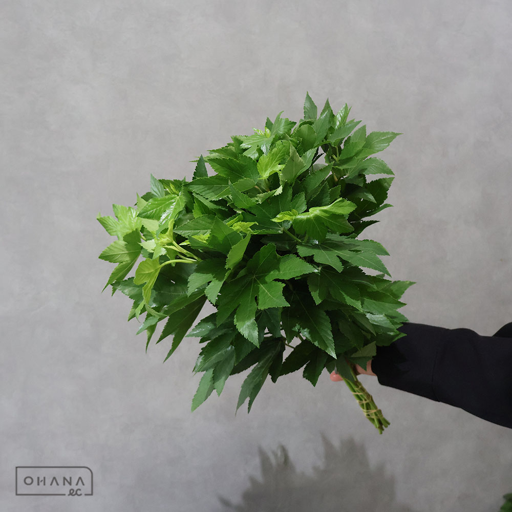 木イチゴ ベビーハンズ 秀 40cm