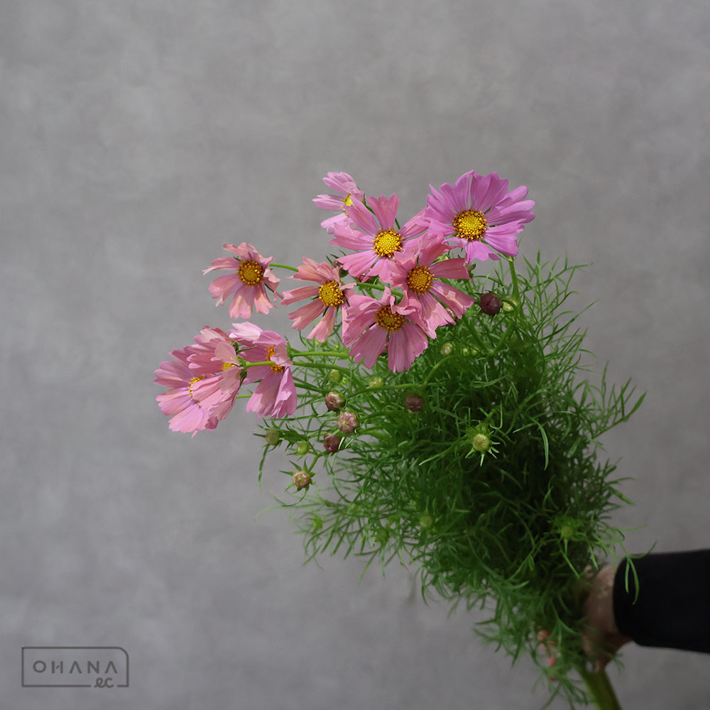 コスモス キャンパスオレンジ 秀 70cm