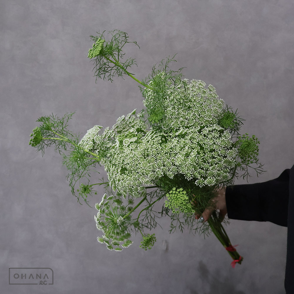 レースフラワー グリーンミスト 秀 60cm