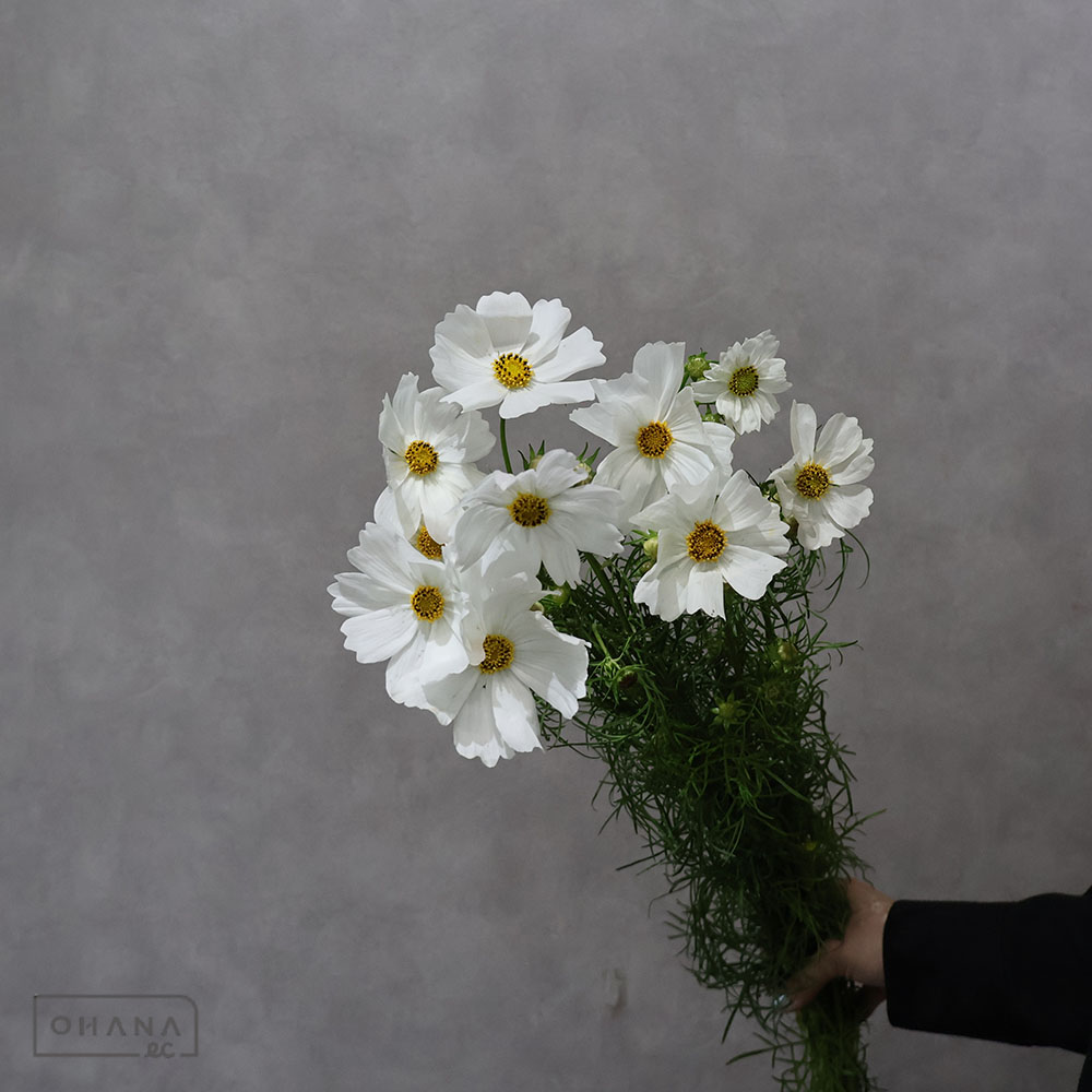 コスモス 白 80cm