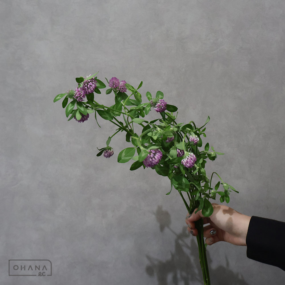 トリフォニウム ピンクパンサー 50cm