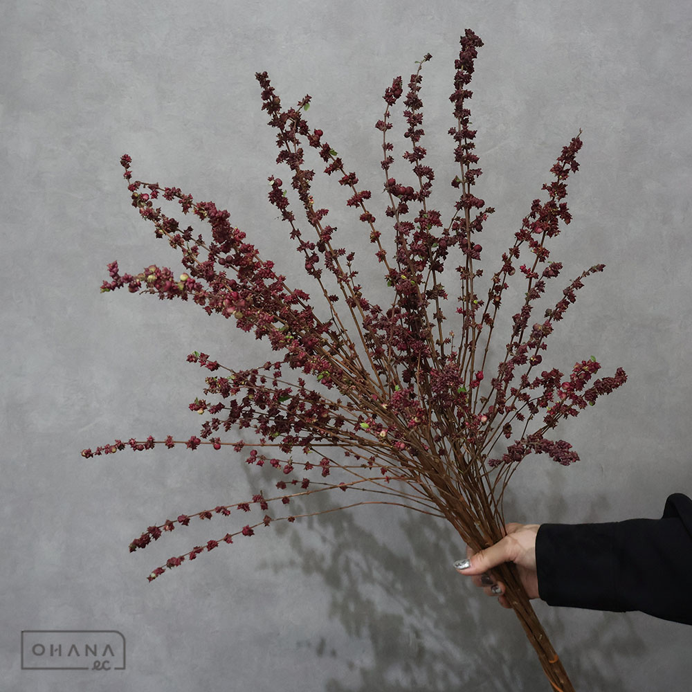 シンフォリカルポス ワイルドワン 秀L葉なし75cm