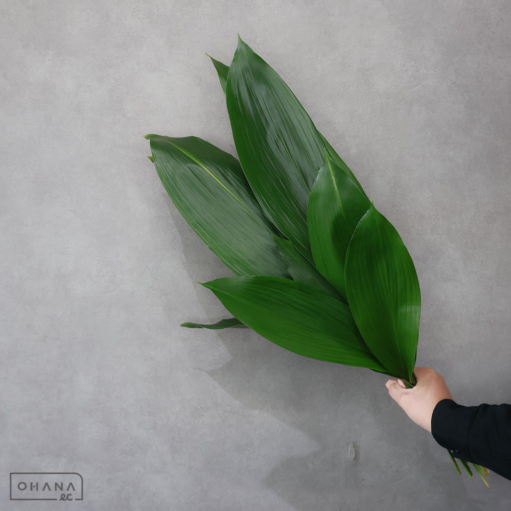 青葉蘭 秀 3L 90-50cm