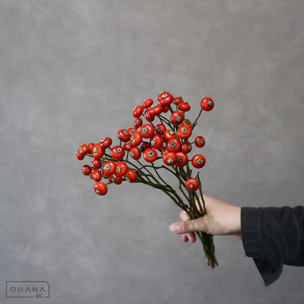 実バラ センセーショナルファンタジー 秀 50cm