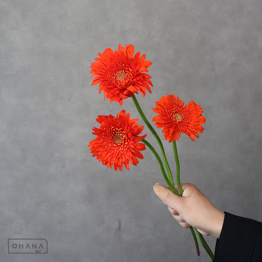 ガーベラ フォジー 秀LポンP